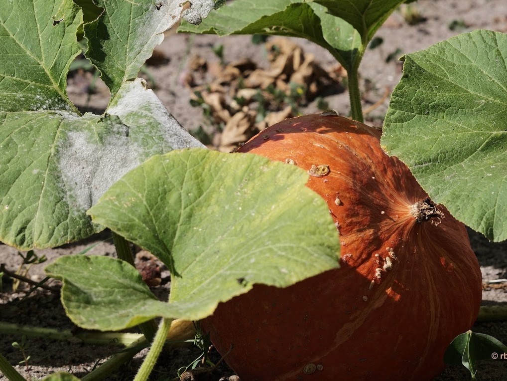 Week-end au Potager