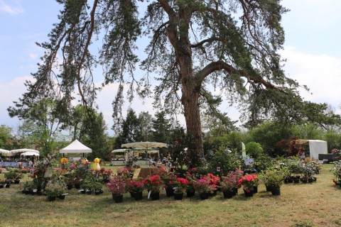 Fête des Plantes "Automne, maison et jardin"