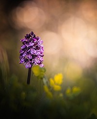  EXPOSITION PHOTOGRAPHIQUE : FLORAL CONTRE-JOUR