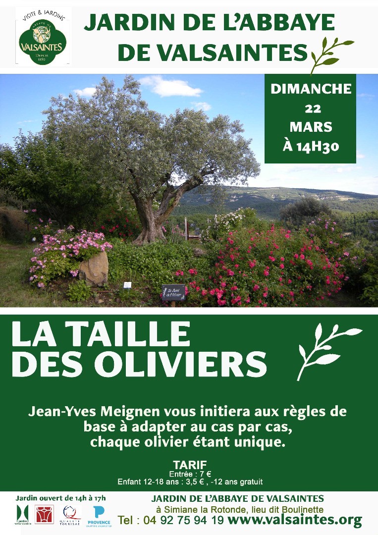 La taille des oliviers