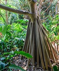 Plantes ingénieuses à la tête d'or