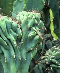 Les plantes les plus spectaculaires du jardin botanique de Lyon