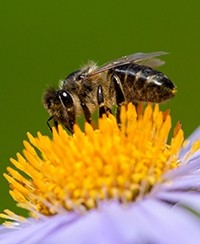 La reproduction des plantes