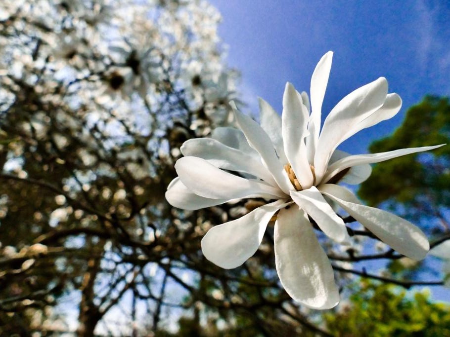 Concours photos "Magnolias"