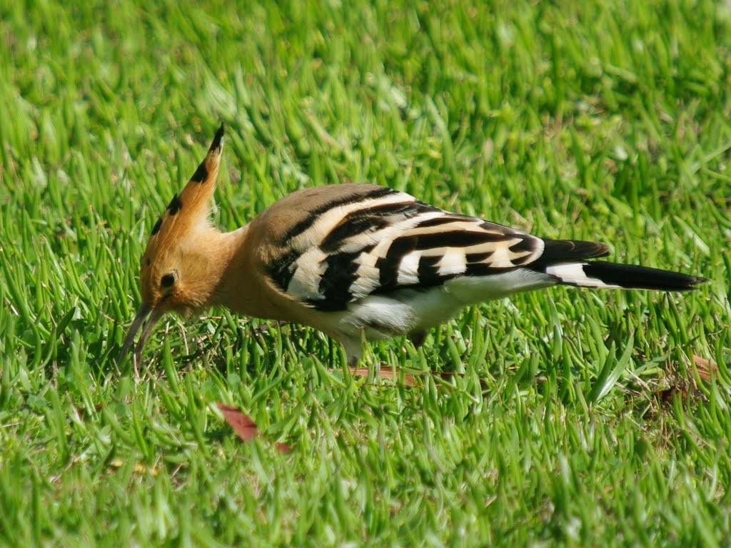 Journées de la Biodiversité