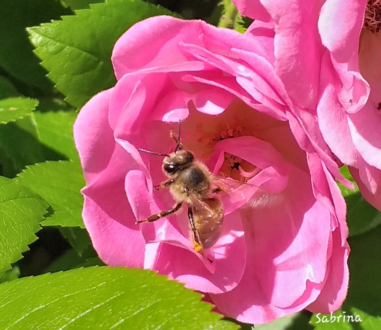 Concours photos "Rosa 