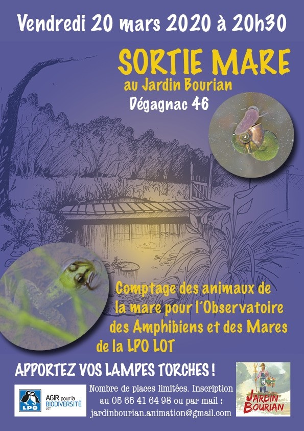 Observation et comptage des animaux de la mare