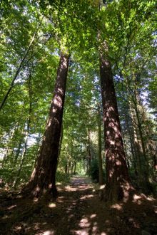 Rencontre avec les arbres