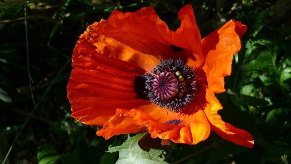 Foire aux fleurs 2021