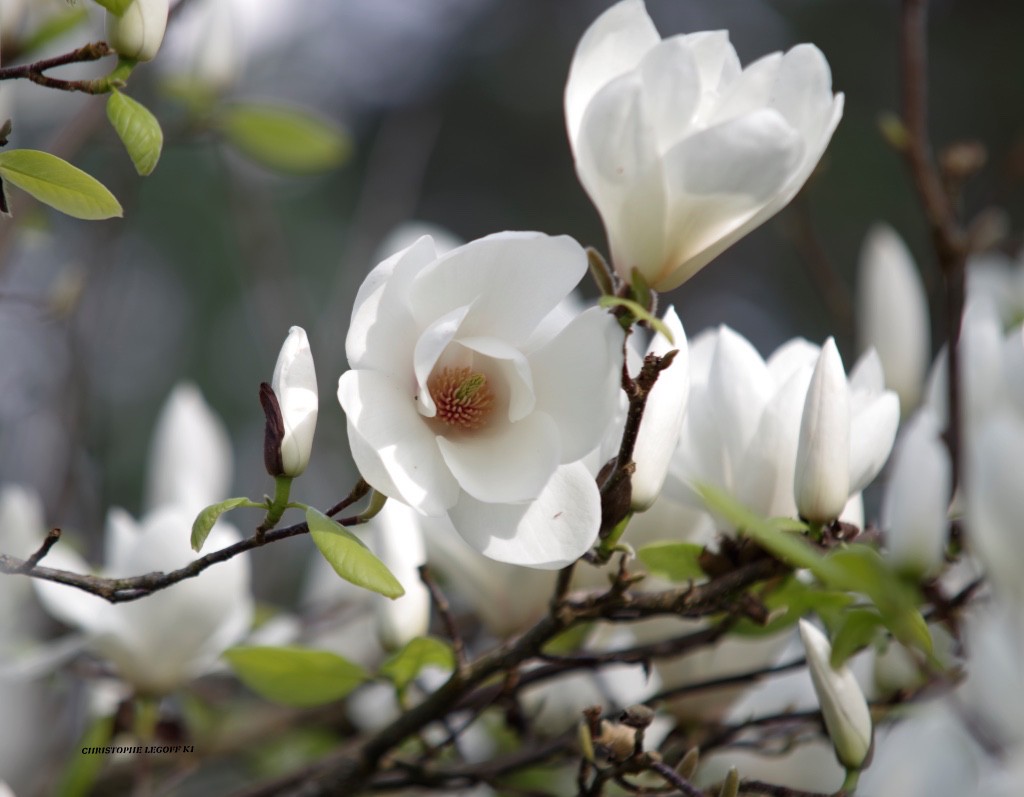 Concours photos "Magnolias"