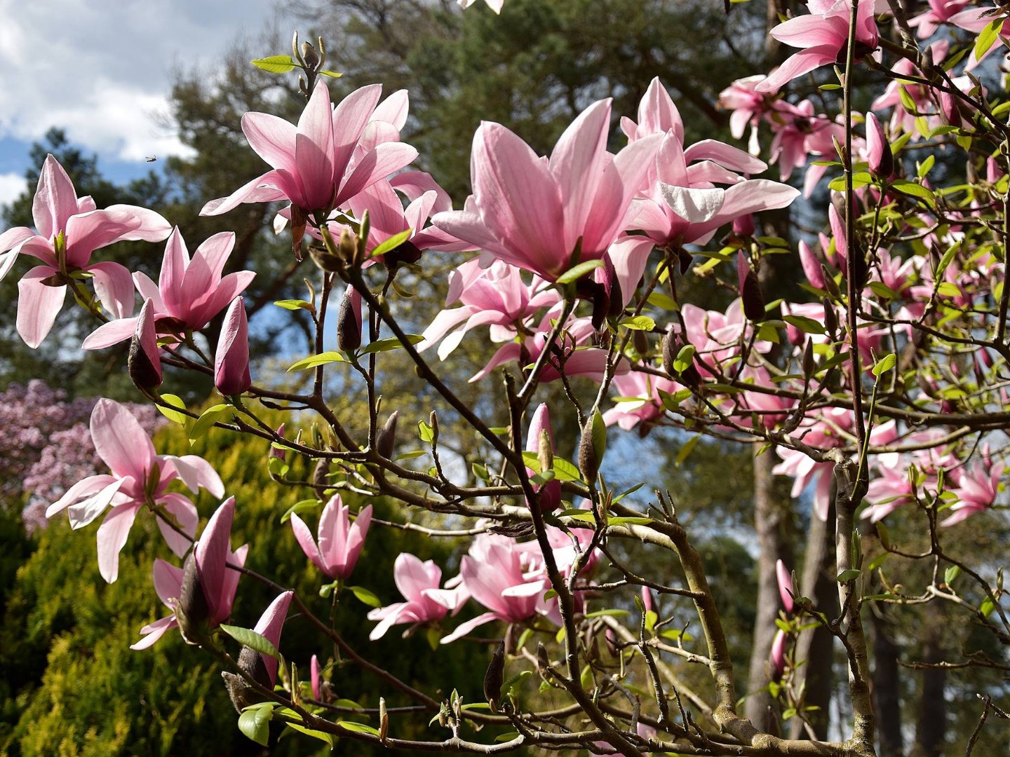 Dimanches Magnolias