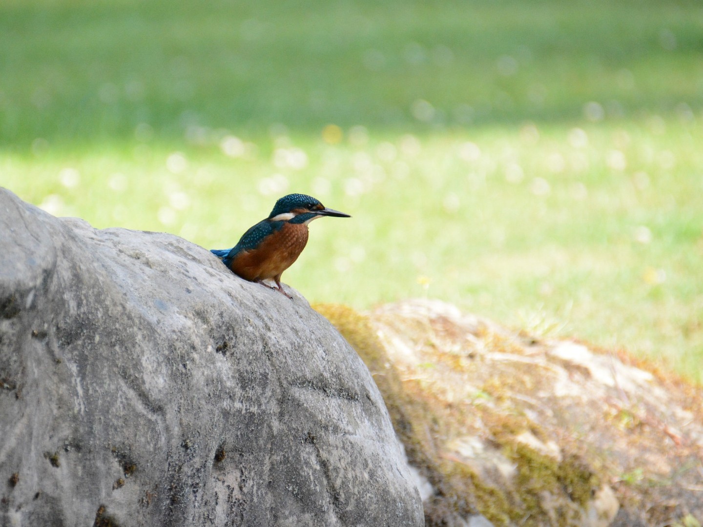 Oiseaux chanteurs