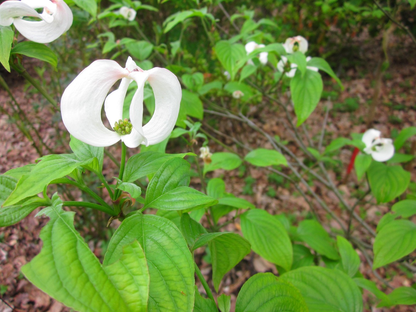 Fleurs de printemps