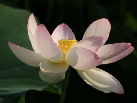 Festival du lotus
