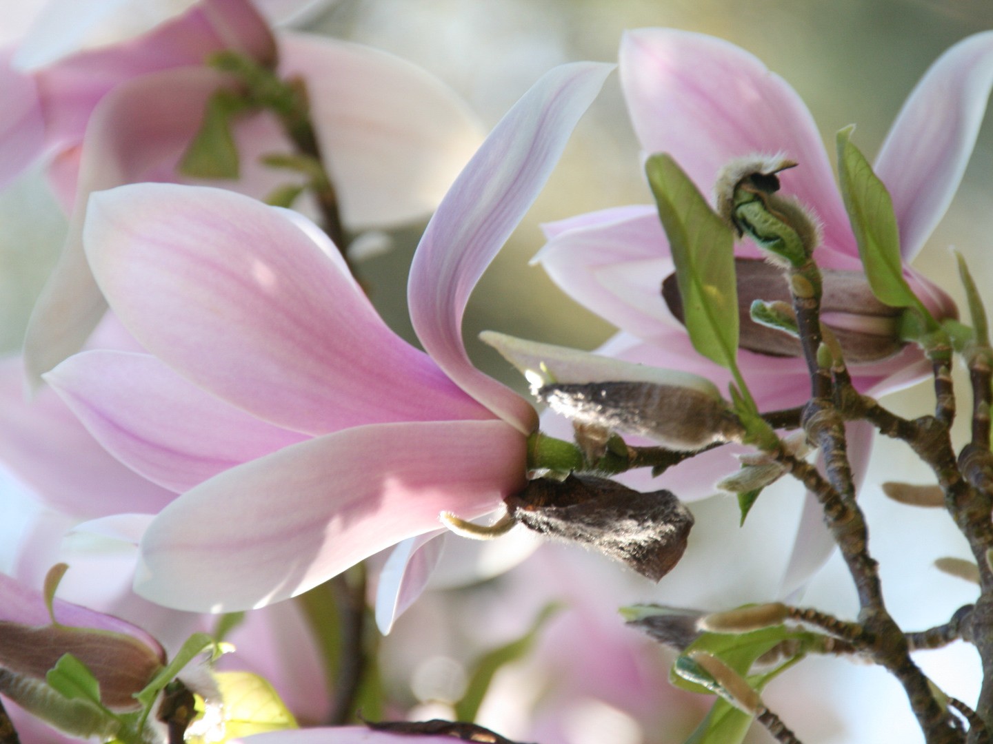 Concours photos "Magnolias"