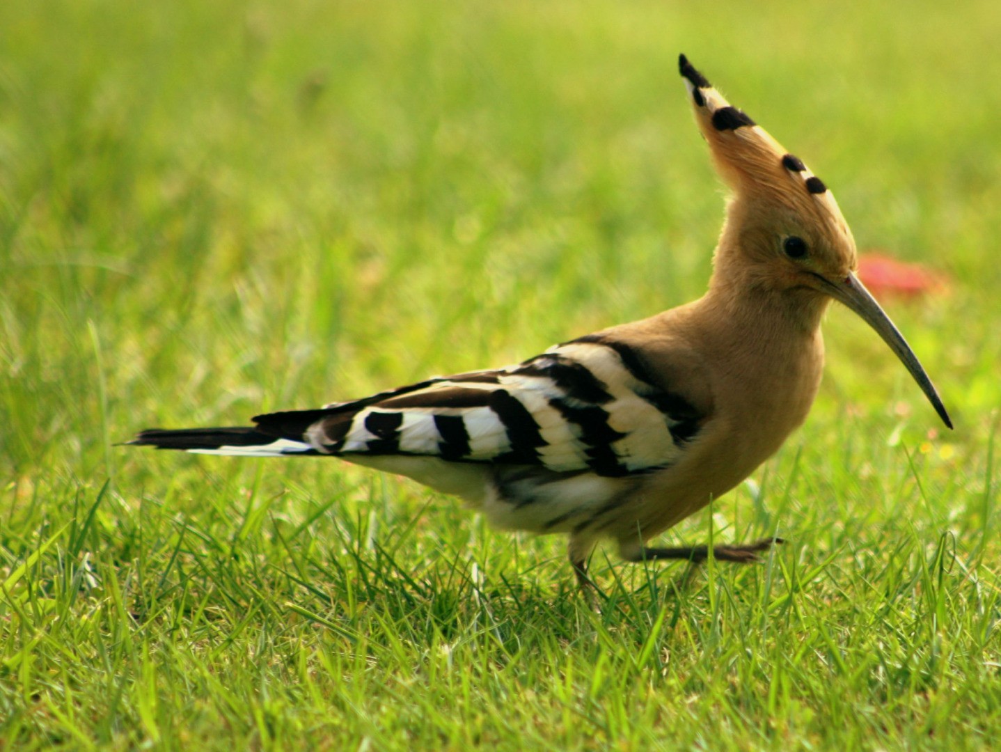 Oiseaux migrateurs