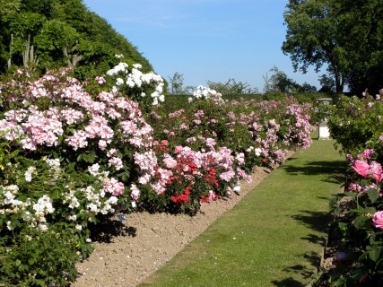 Visite commentée de la roseraie avec le jardinier et atelier soins des rosiers