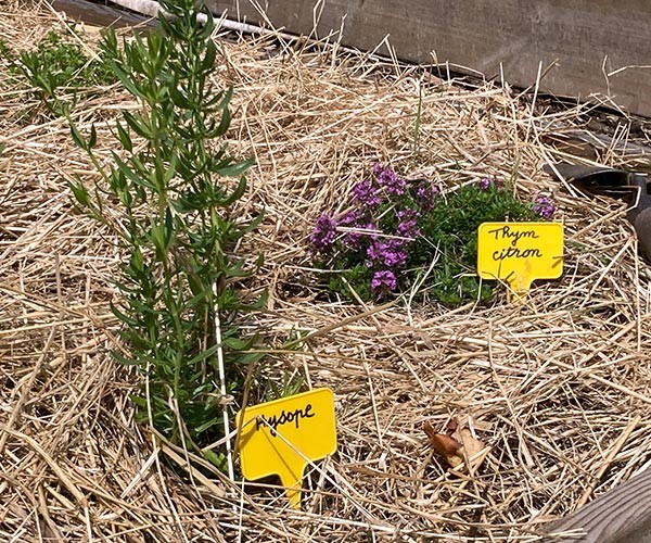 Animation gratuite Le paillage, allié du jardinier