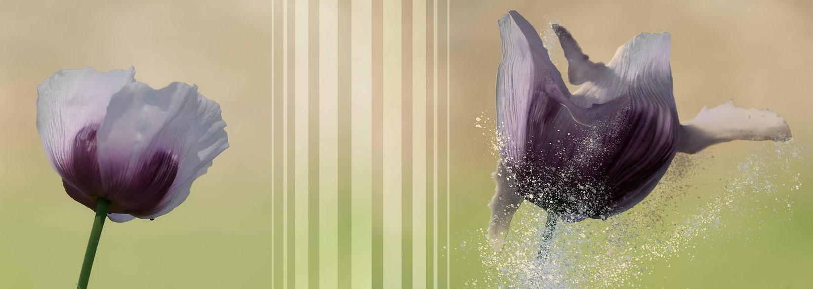Christophe Charlet et Bertrand Mac Gaw : MetaFlower
