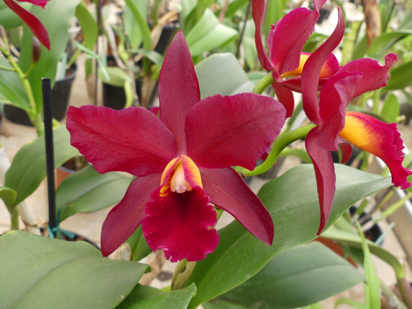 Journées Portes Ouvertes dans une serre de production d'orchidées