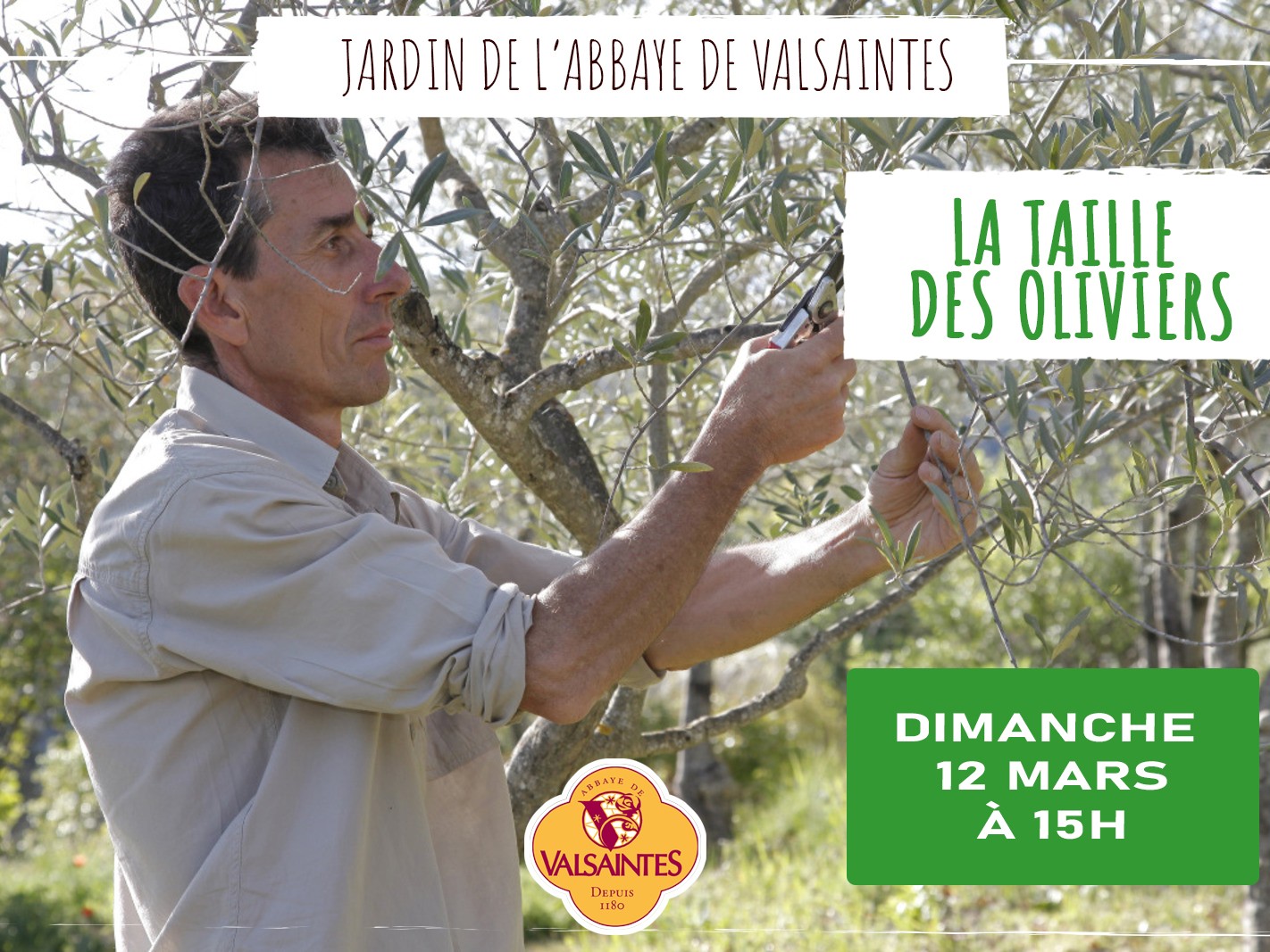 La taille des oliviers