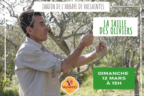 La taille des oliviers