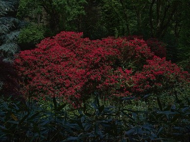 Conférences de l'Institut Européen des Jardins 