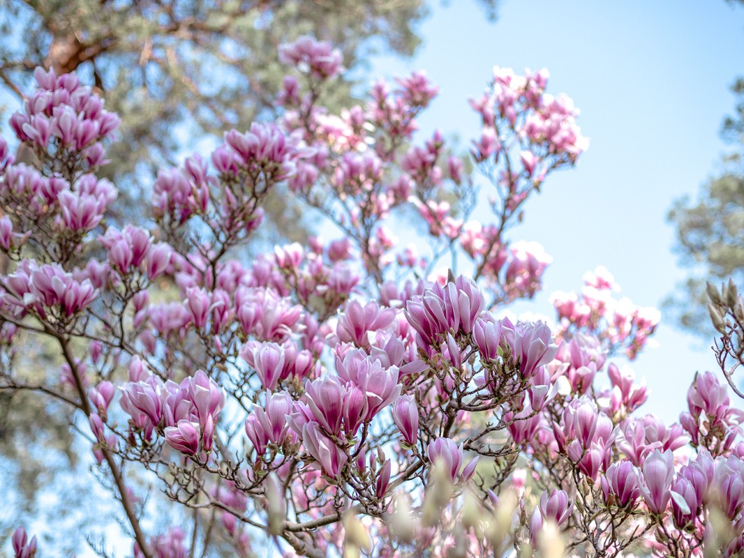Concours photos Magnolias