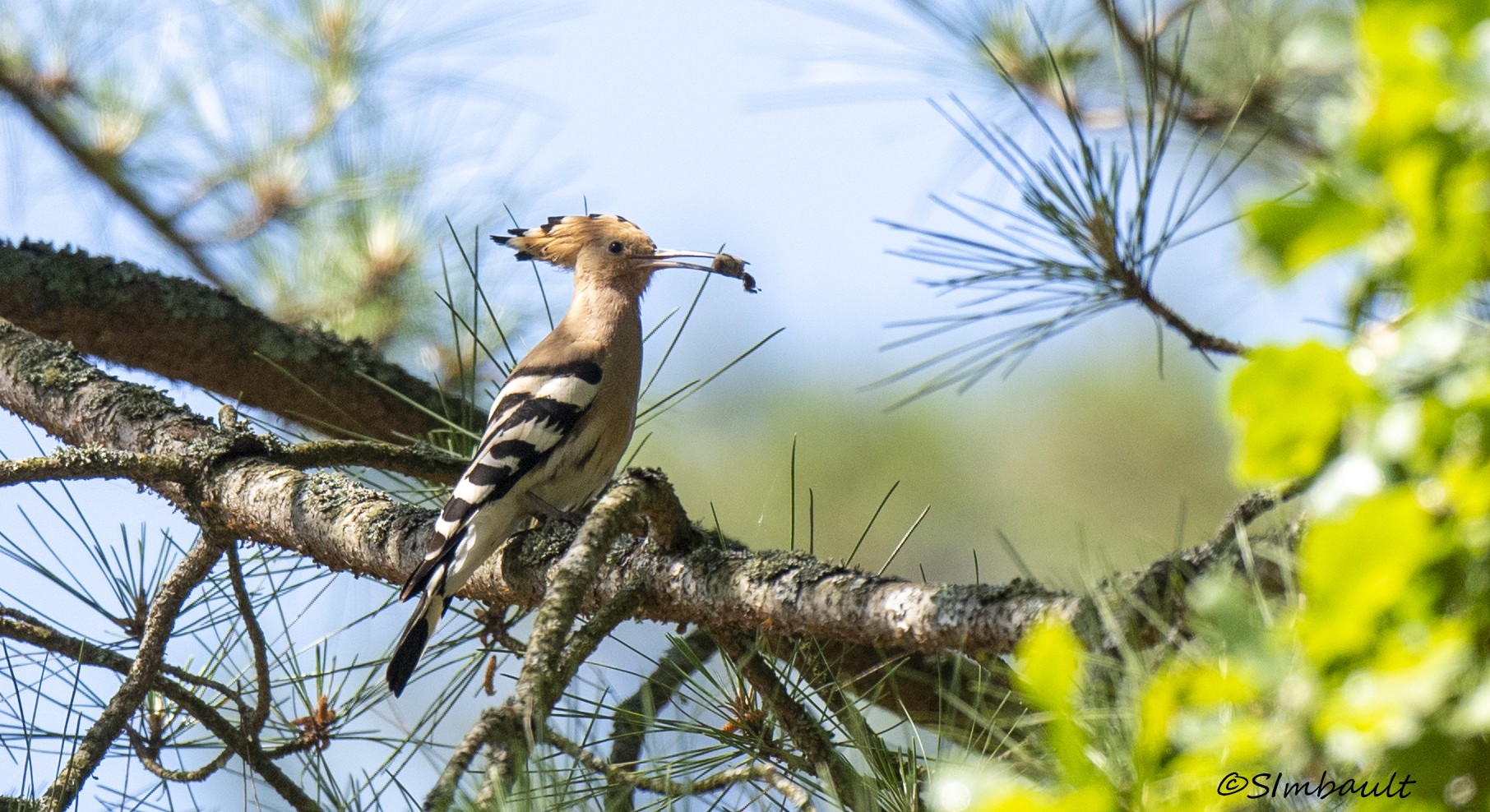 Oiseaux des Parcs et Jardins