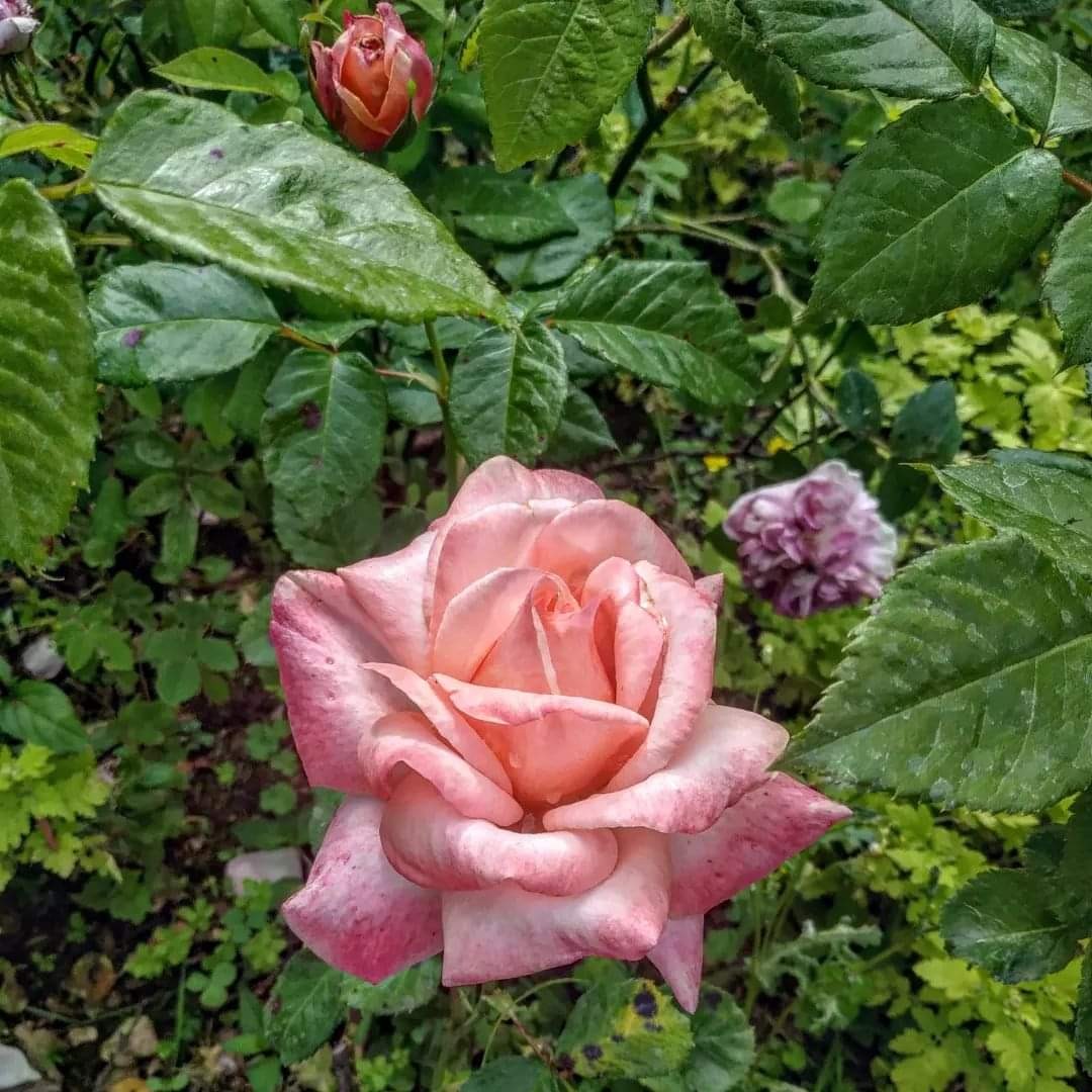 Dimanche des Roses