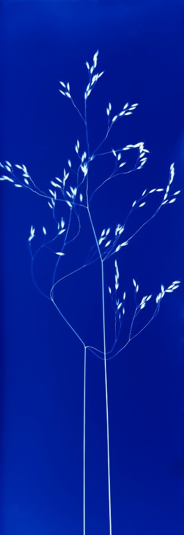 Atelier cyanotype