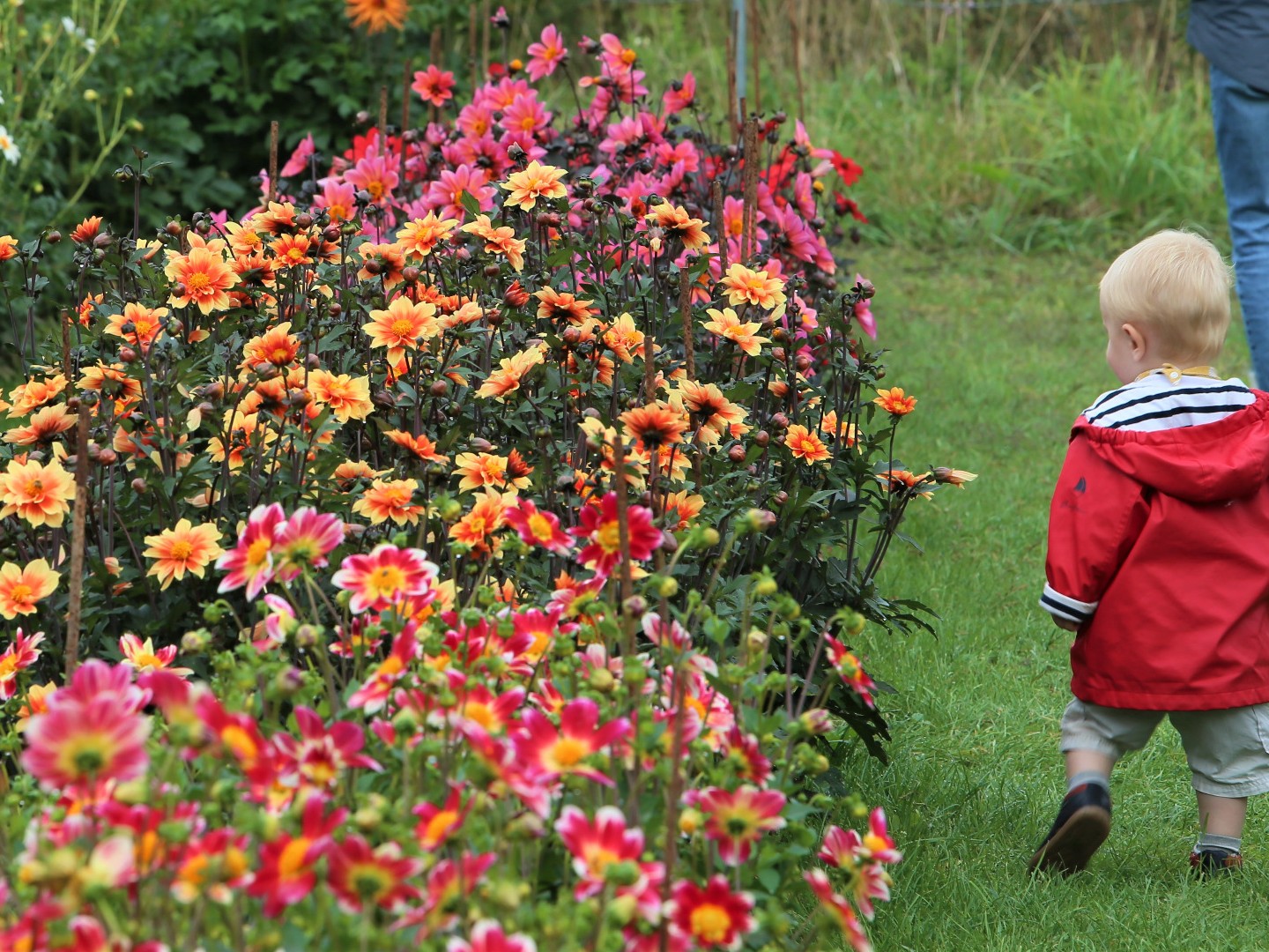 Festival des Dahlias et des Jardins