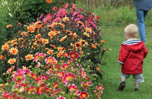 Festival des Dahlias et des Jardins