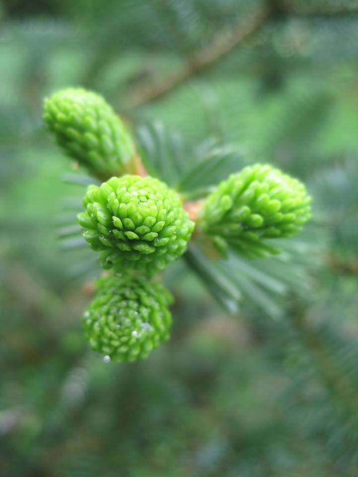 L'Arboretum comestible