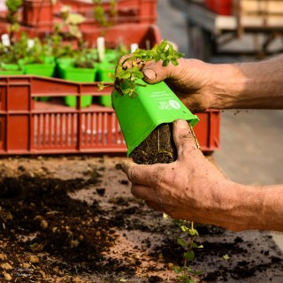 VENTE DE PLANTS du Potager Extraordinaire