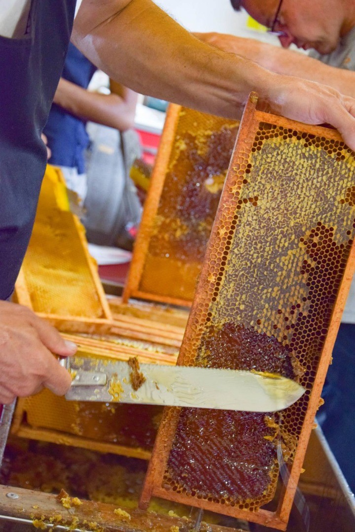 Extraction du miel des Jardins de Brocéliande