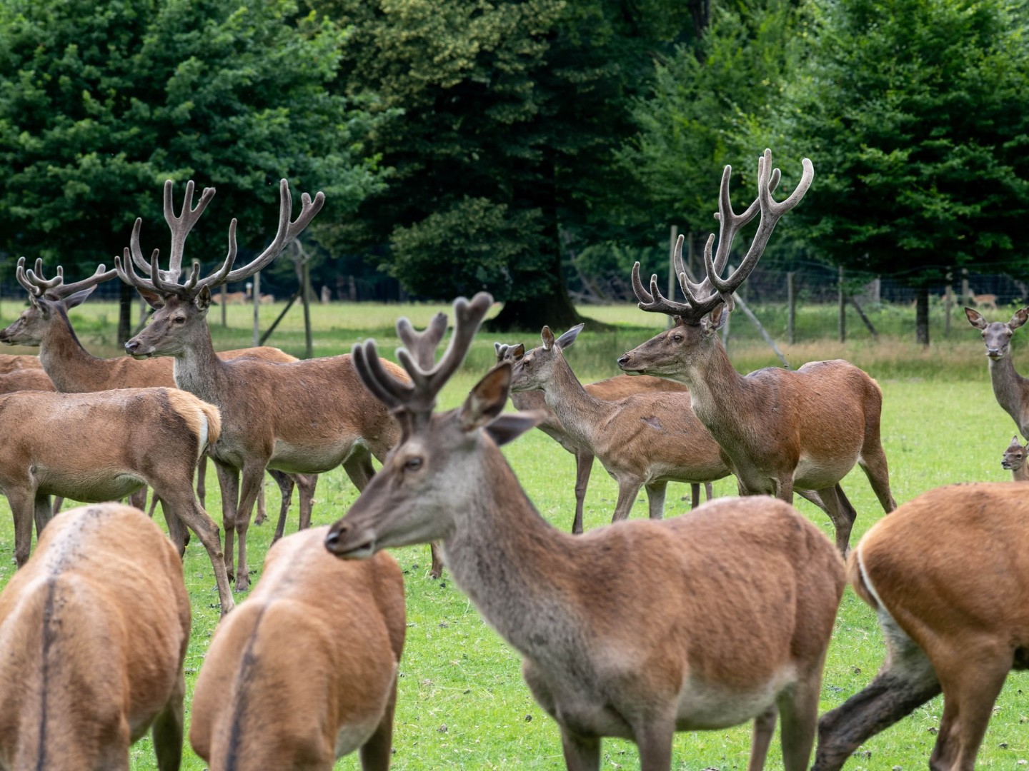 Brame du cerf | Animation Nature Culture