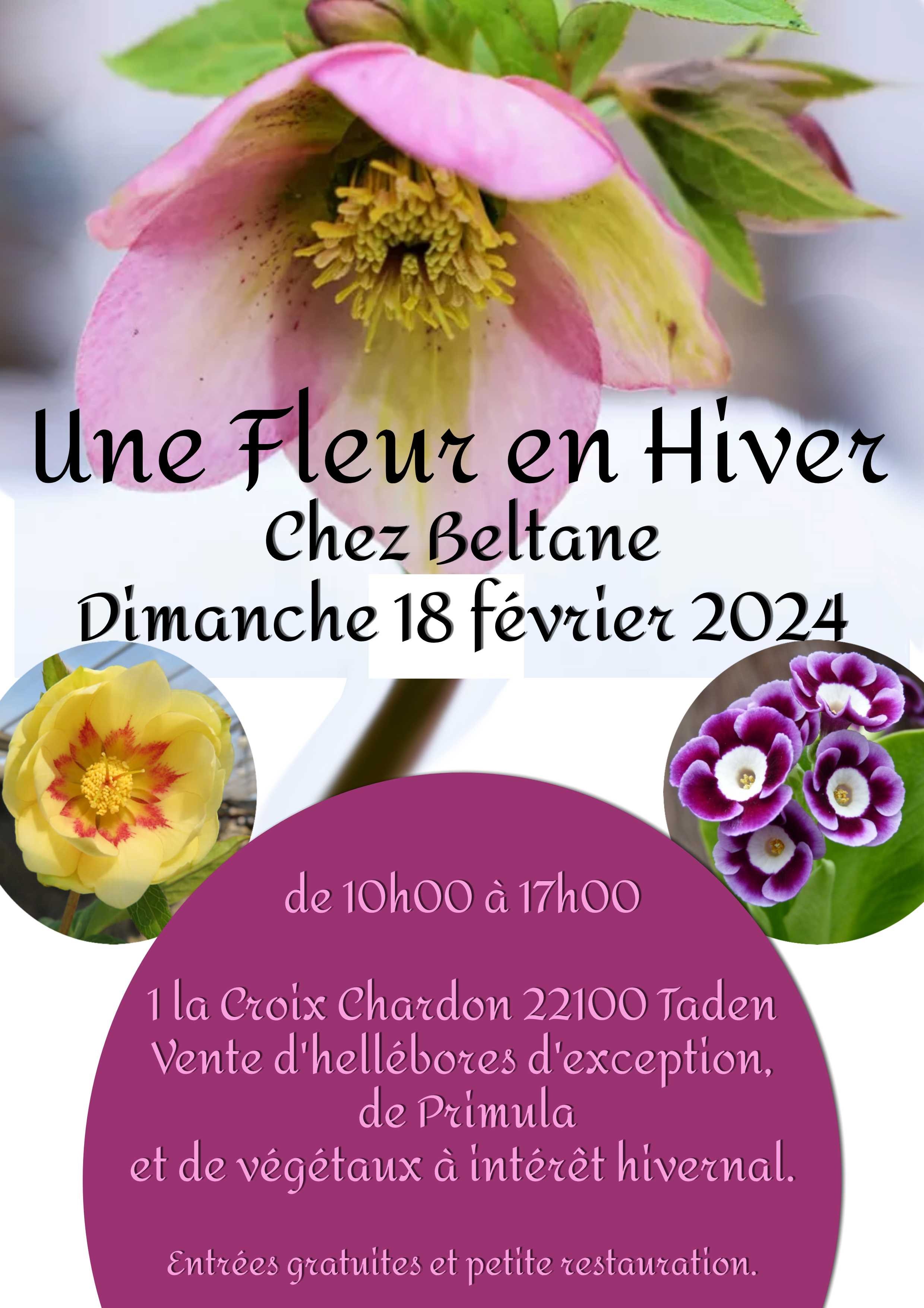 Une Fleur en Hiver