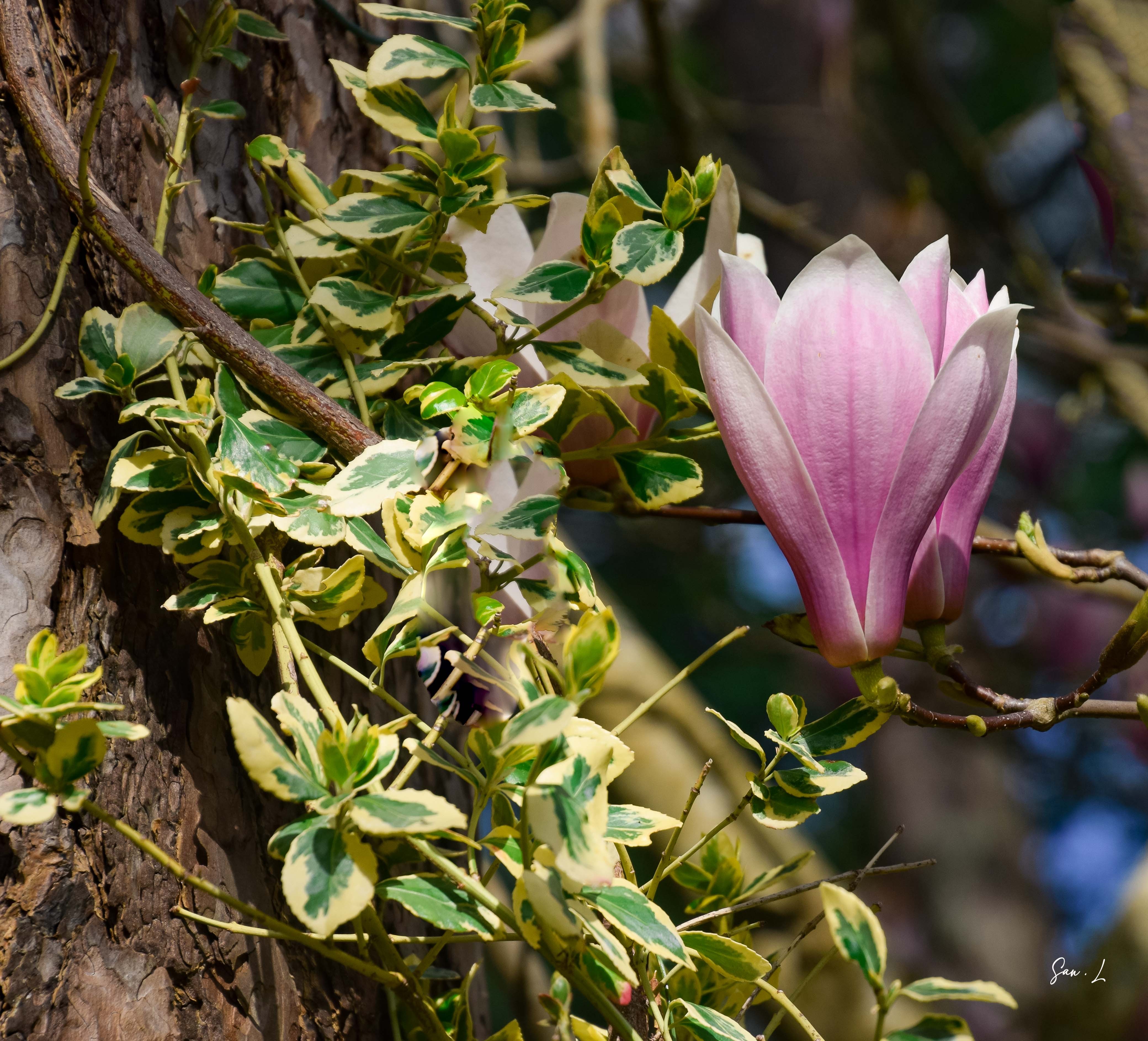 Concours photos "Magnolias" 2024