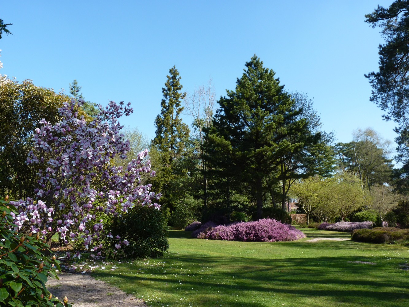 Dimanches Magnolias