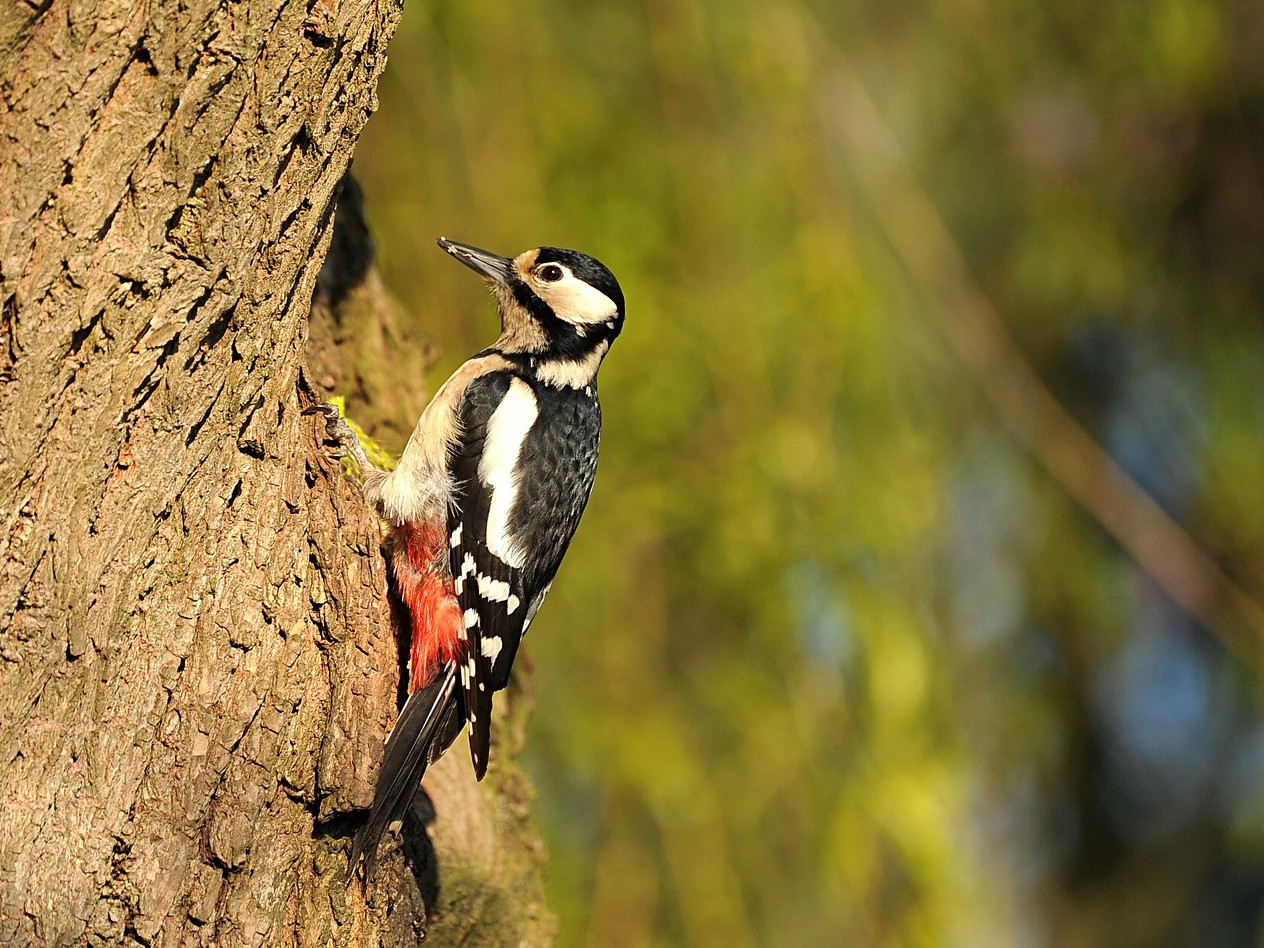 Oiseaux des Jardins : les oiseaux cavernicoles