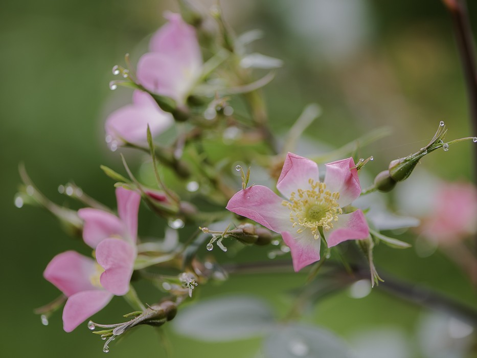 Concours photos "Rosa 