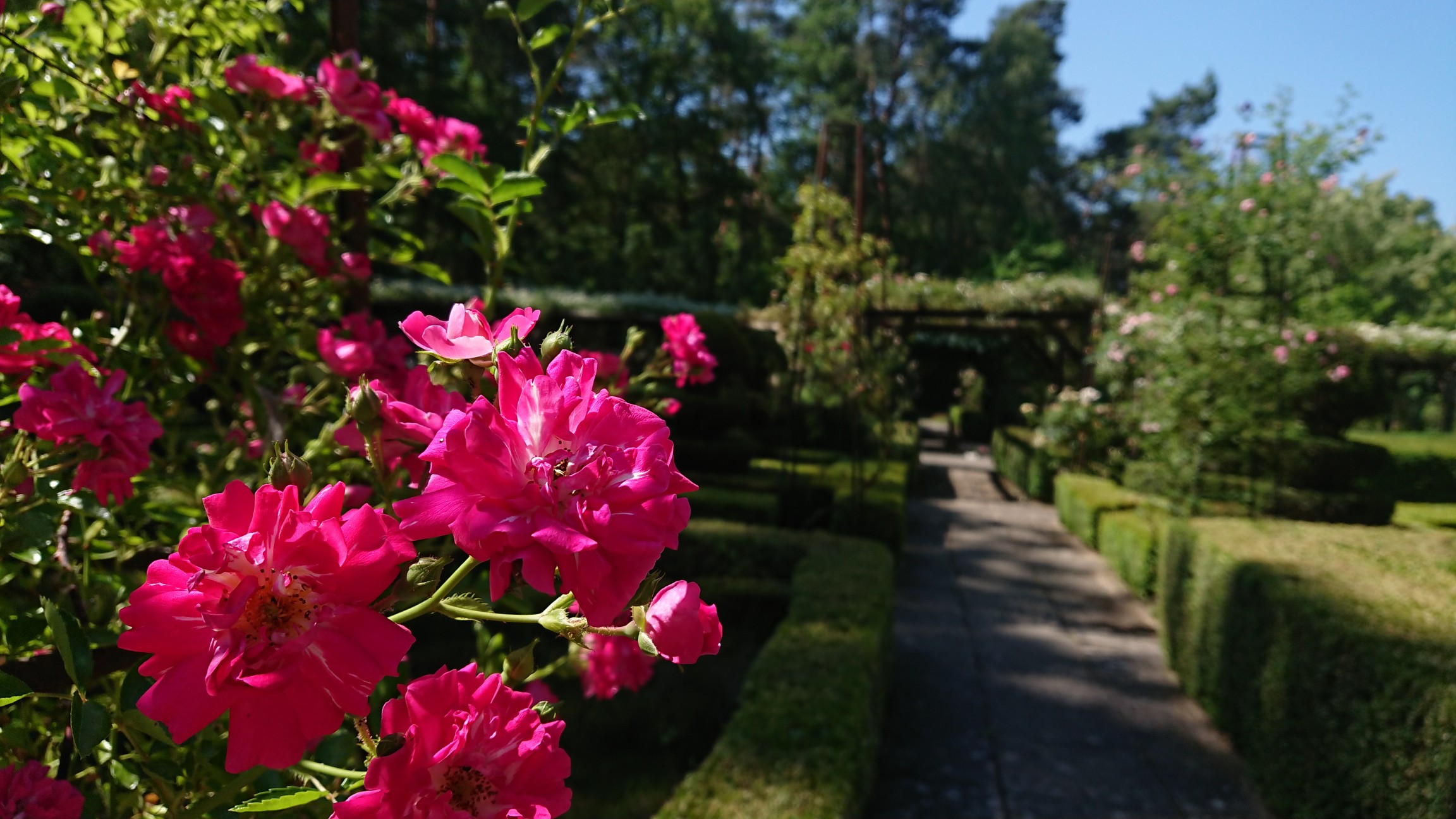 Dimanche Roses anciennes