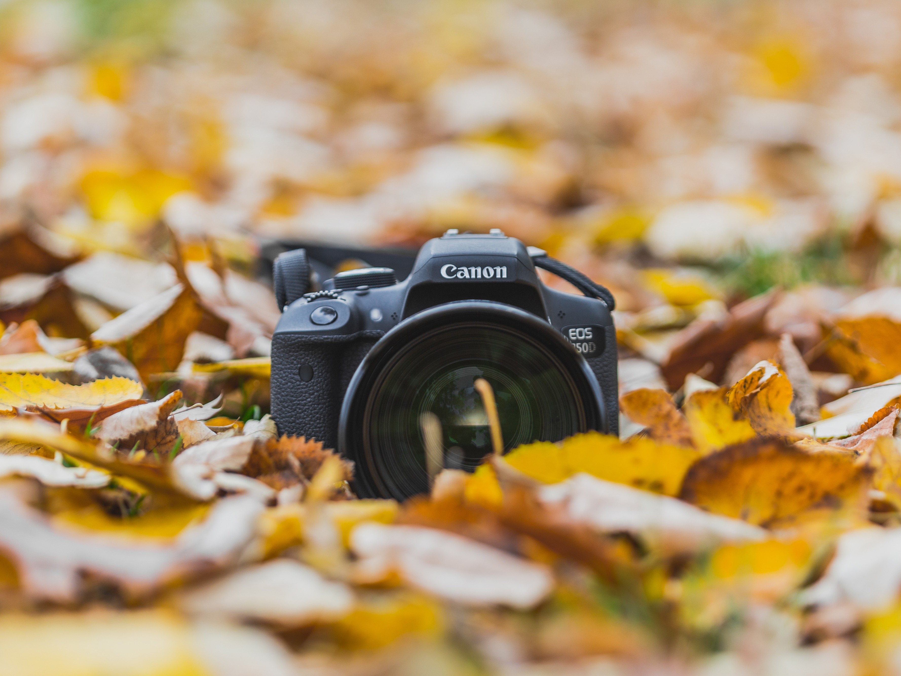 Atelier "Photo de Jardin"