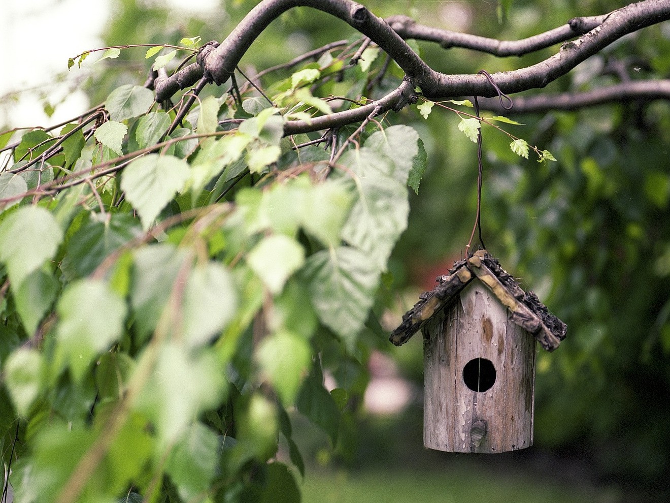 Oiseaux des mangeoires et nichoirs