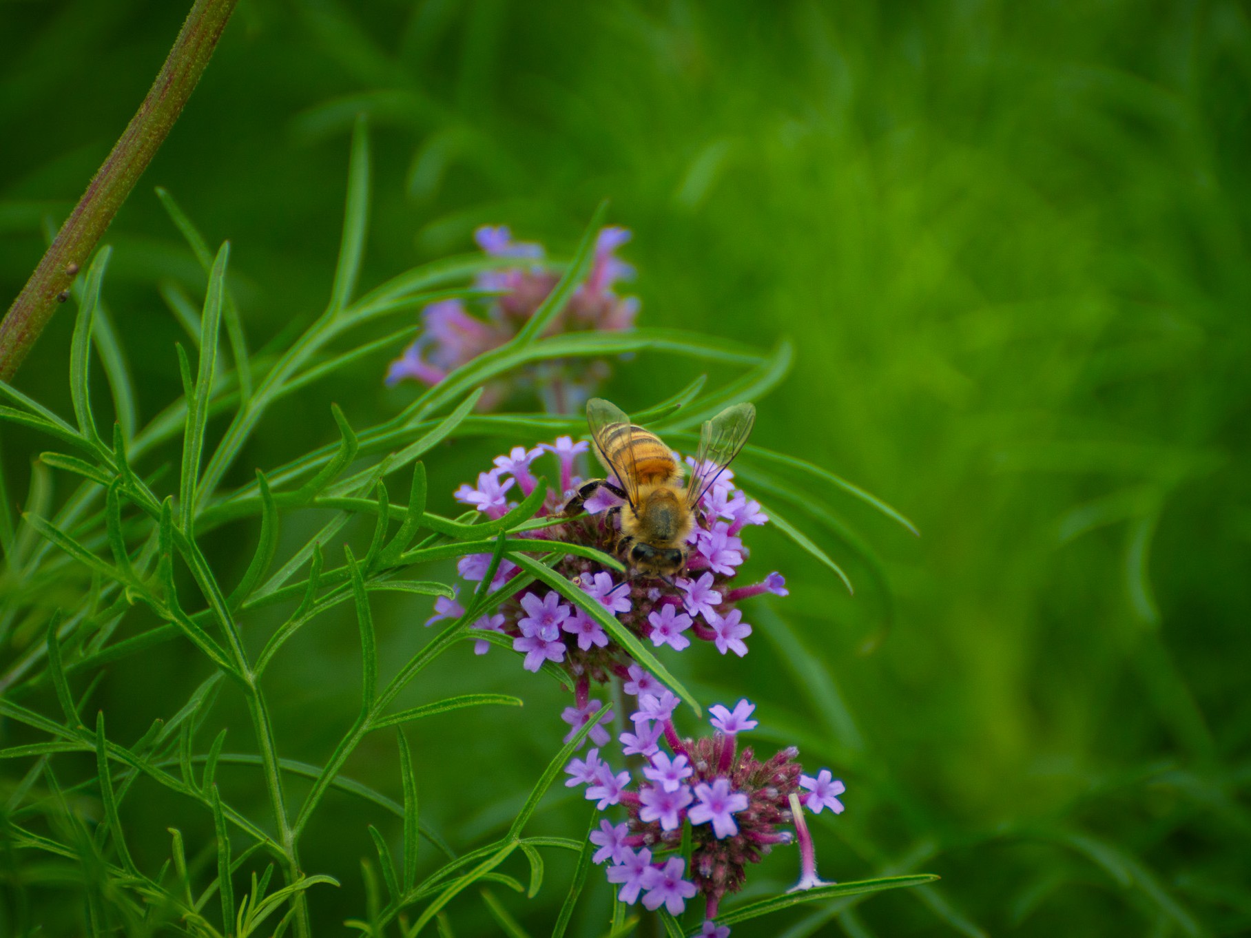 Les abeilles sauvages et les butineurs