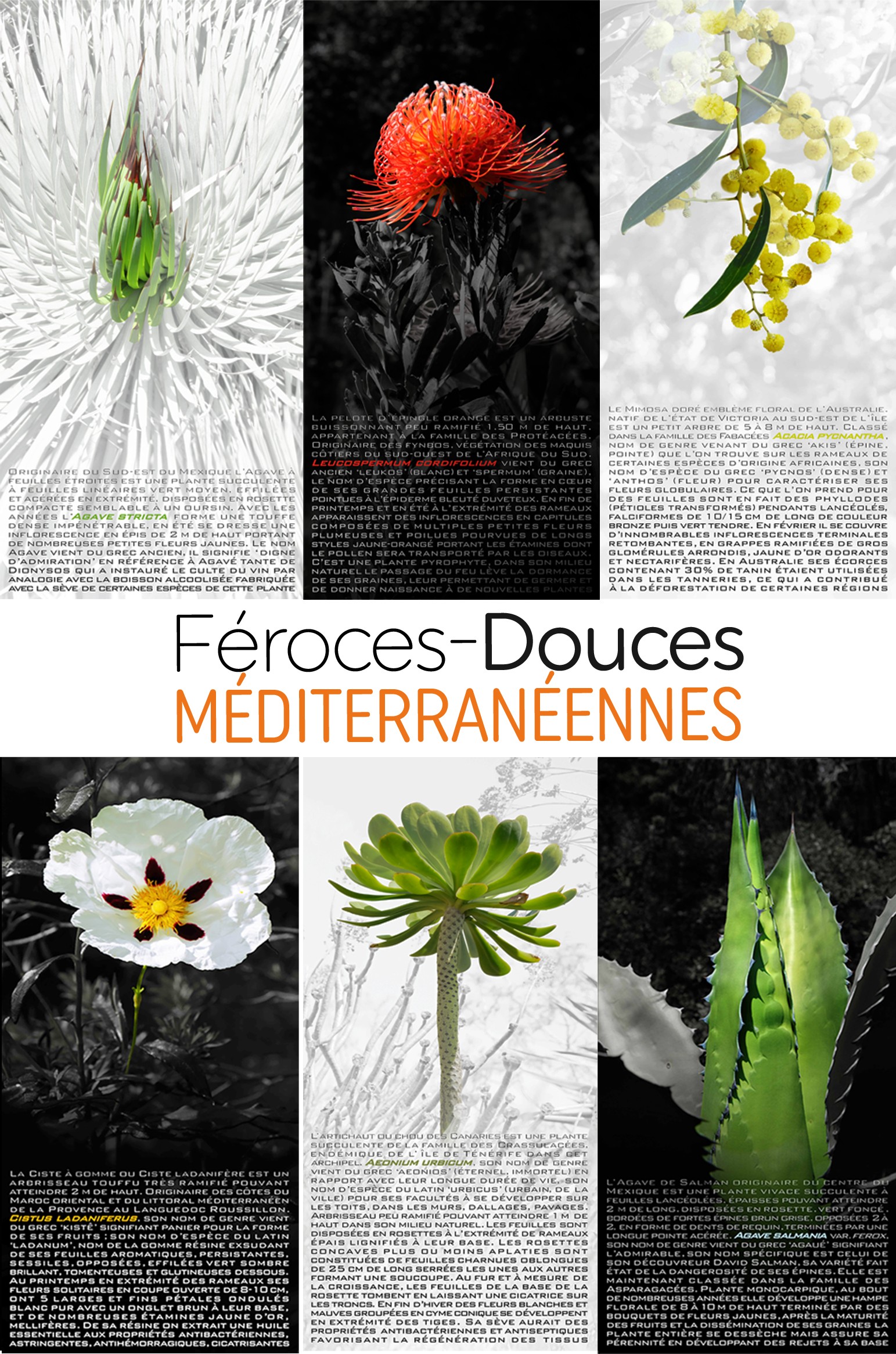 Féroces Douces MEDITERRANEENNES