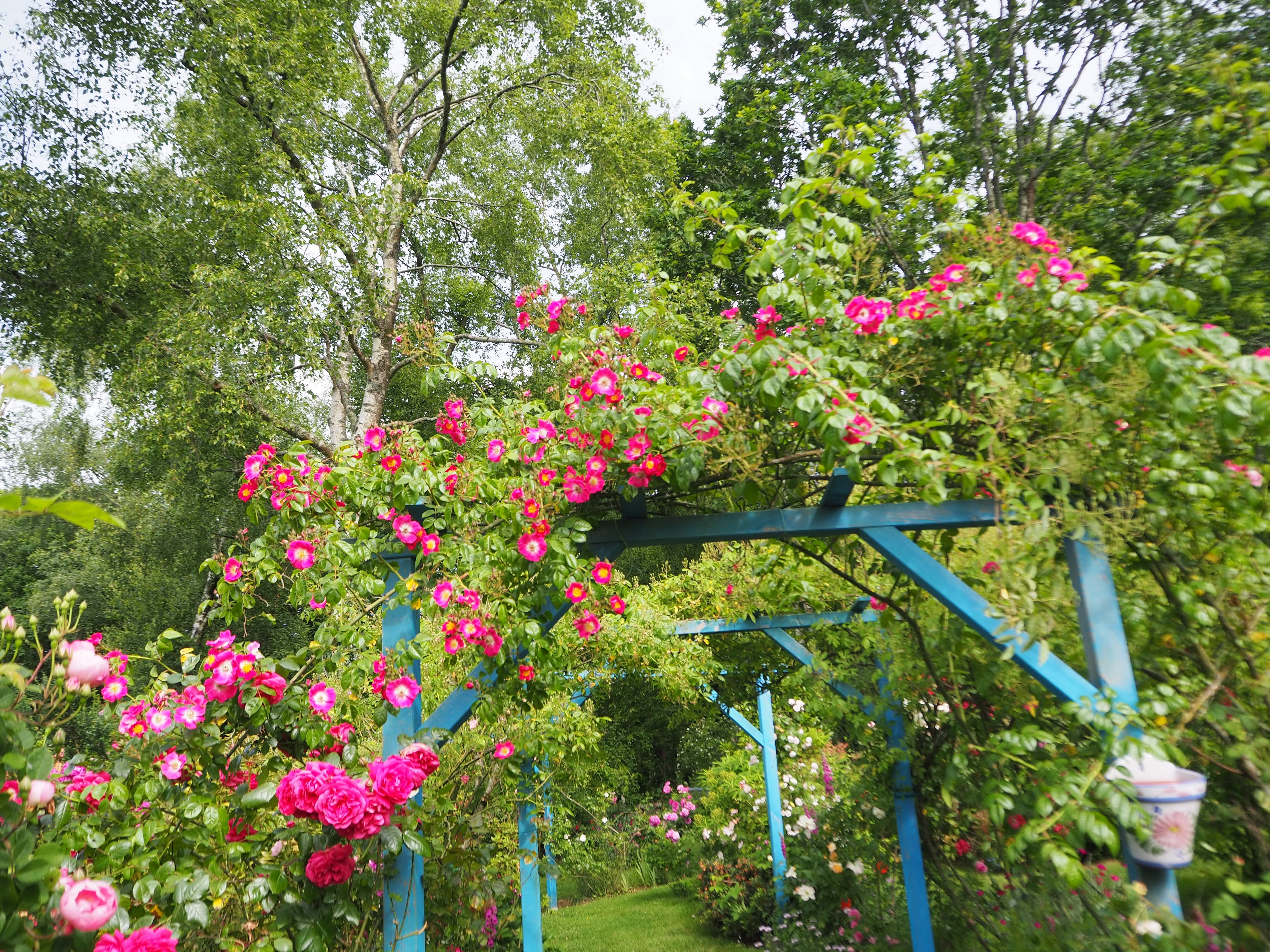 le jardin de danyland et ses roses