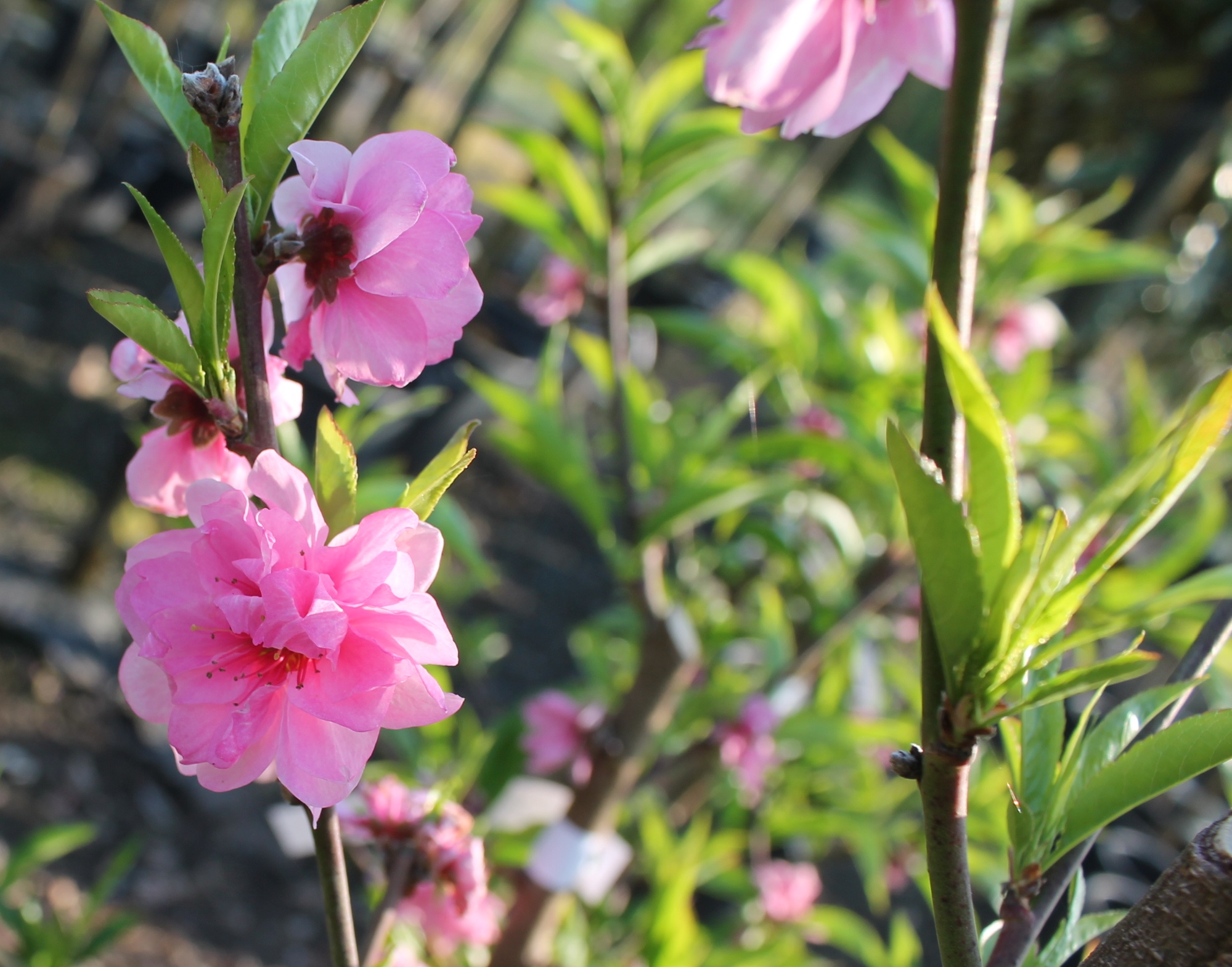 Fête du Printemps aux Pépinières Ripoche
