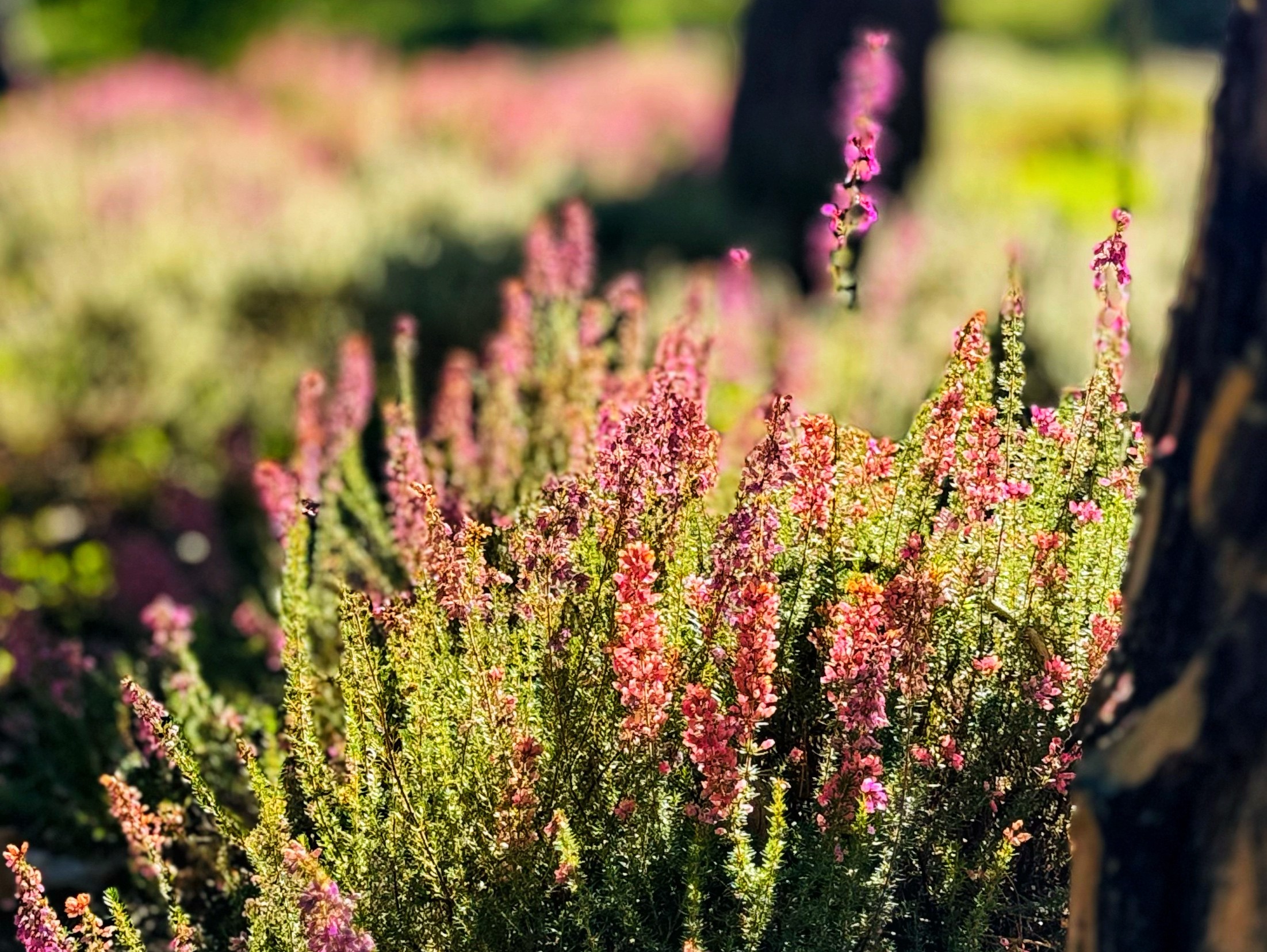Belles soirées d'août